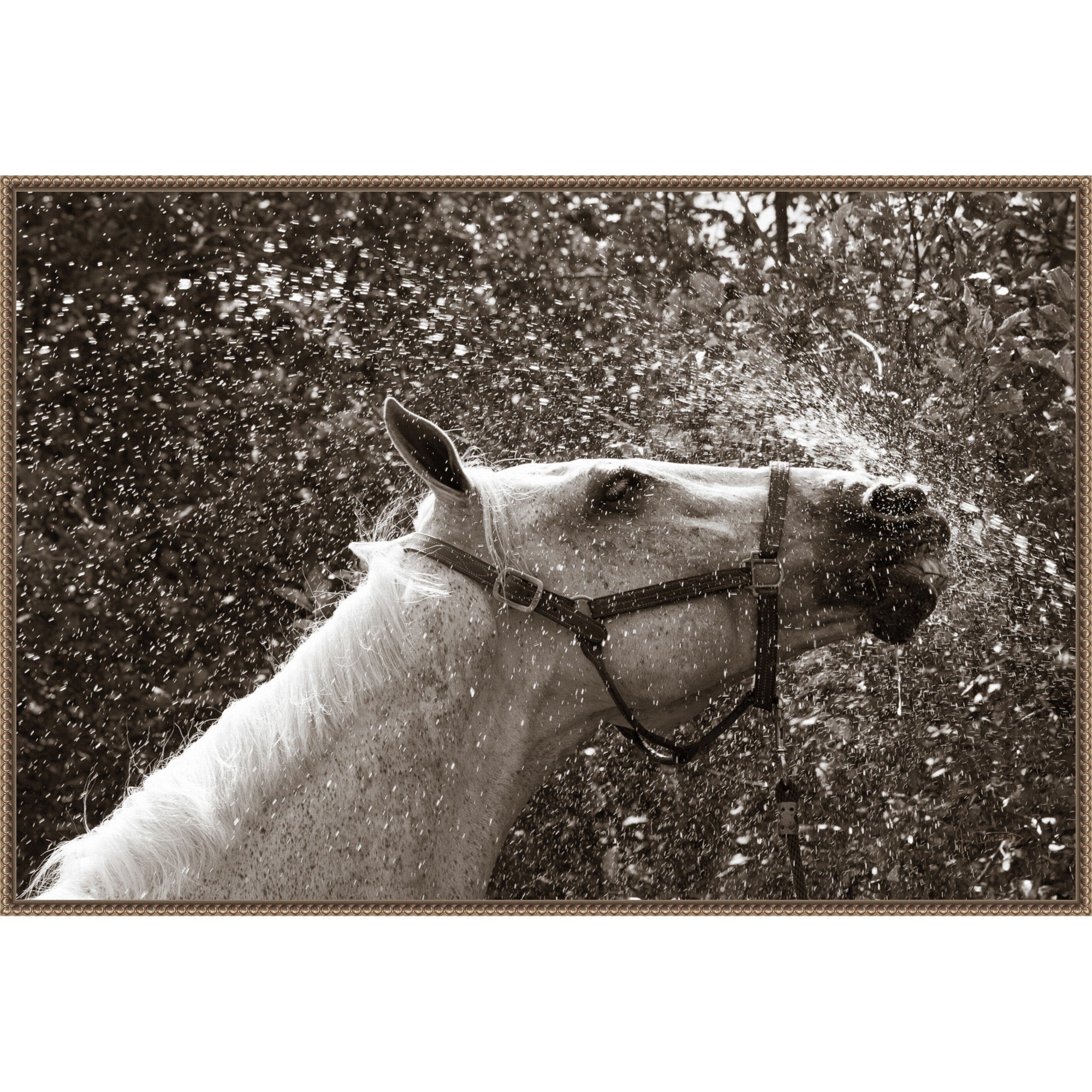 After A Shower By Jim Dratfield Framed Canvas Wall Art Print