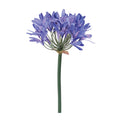 Agapanthus Flower Stem Set Of 2
