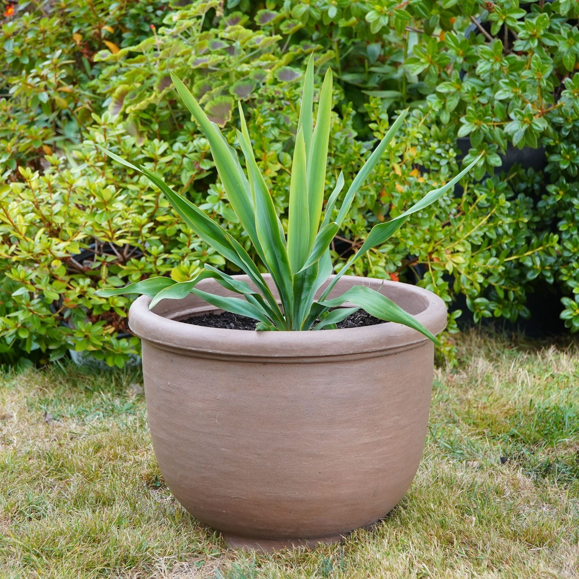 Agave Planter