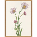 Alaska Fleabane From North American Wildflowers 1925 By Mary Vaux Walcott. By Mary Vaux Walcott Framed Canvas Wall Art