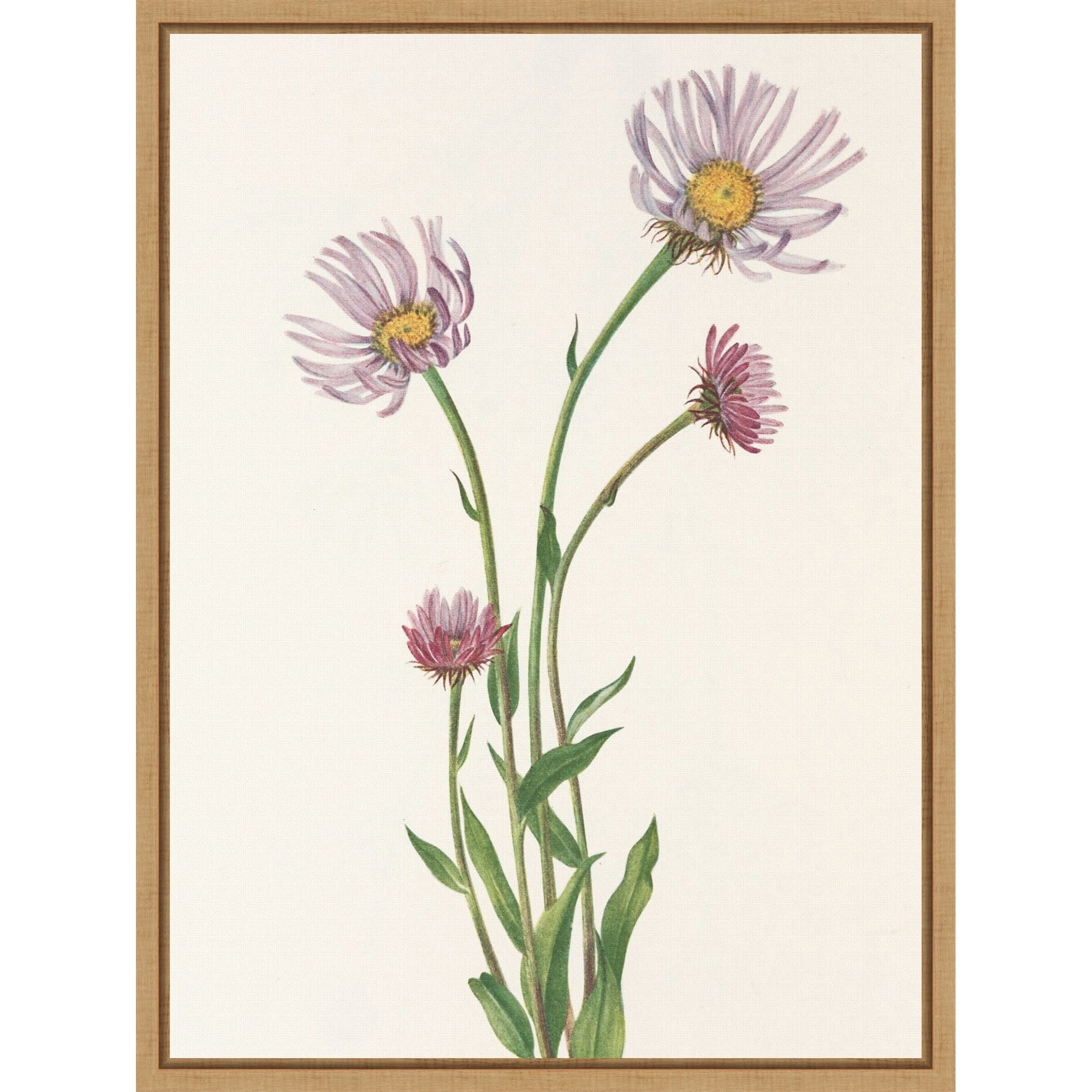 Alaska Fleabane From North American Wildflowers 1925 By Mary Vaux Walcott. By Mary Vaux Walcott Framed Canvas Wall Art