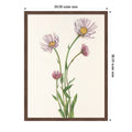 Alaska Fleabane Mary Vaux Walcott By Mary Vaux Walcott Framed Mounted Canvas Wall Art Print