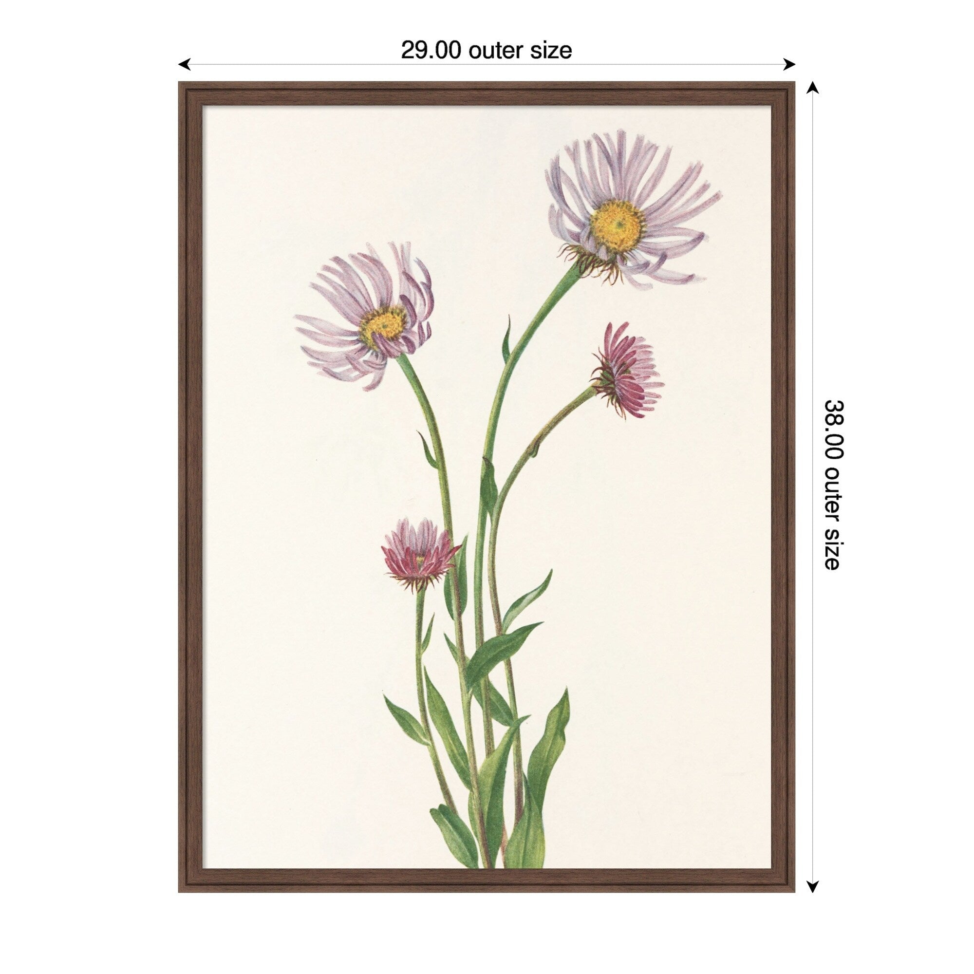 Alaska Fleabane Mary Vaux Walcott By Mary Vaux Walcott Framed Mounted Canvas Wall Art Print
