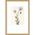 Alaska Fleabane Mary Vaux Walcott By Mary Vaux Walcott Wood Framed Wall Art Print