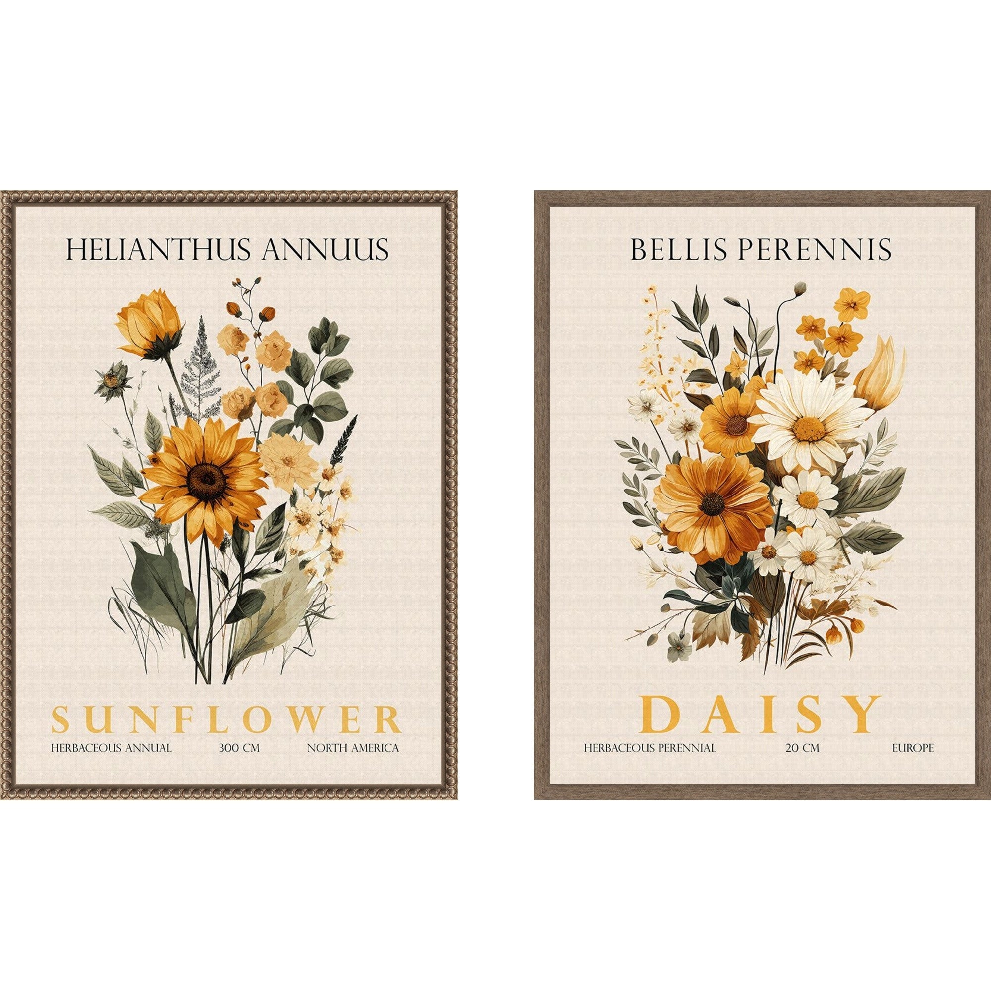 Amanti Art Vintage Sunflower Daisy 2 Piece By Christopher Giampietro Framed Canvas Wall Art