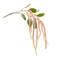 Amaranthus Floral Stem Set Of 4