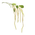 Amaranthus Floral Stem Set Of 4