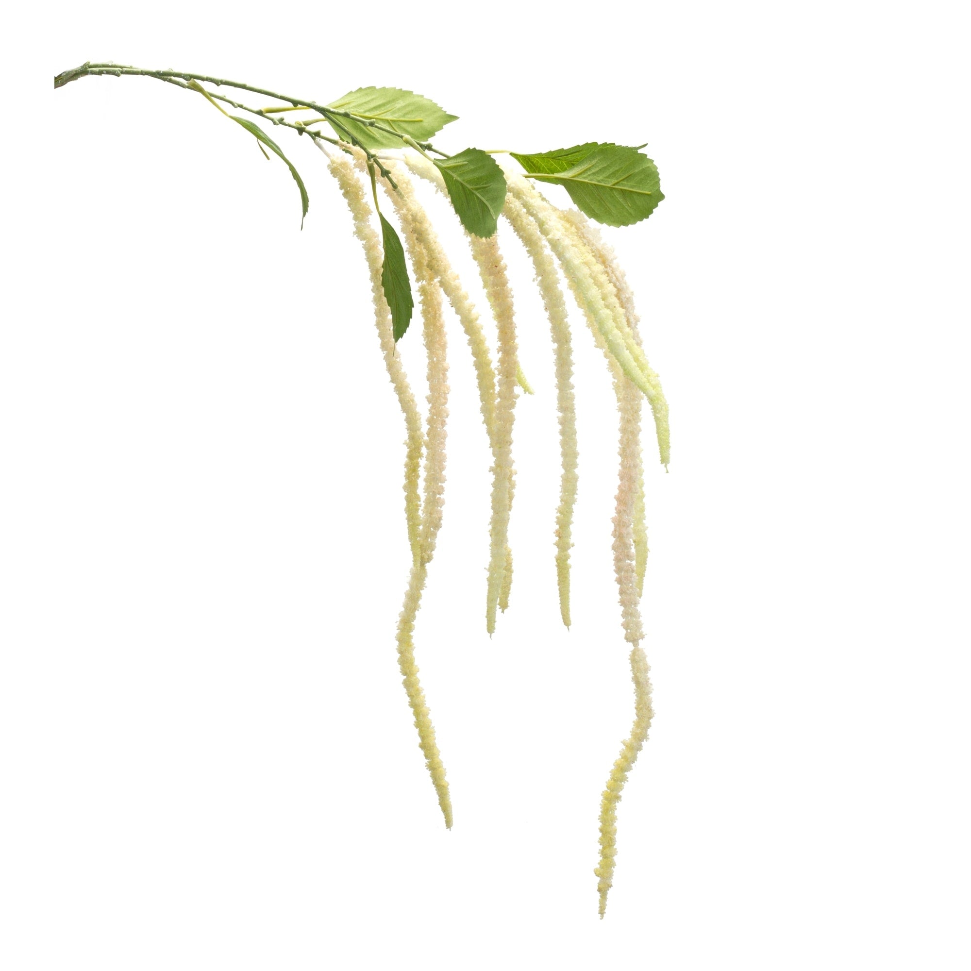 Amaranthus Floral Stem Set Of 4