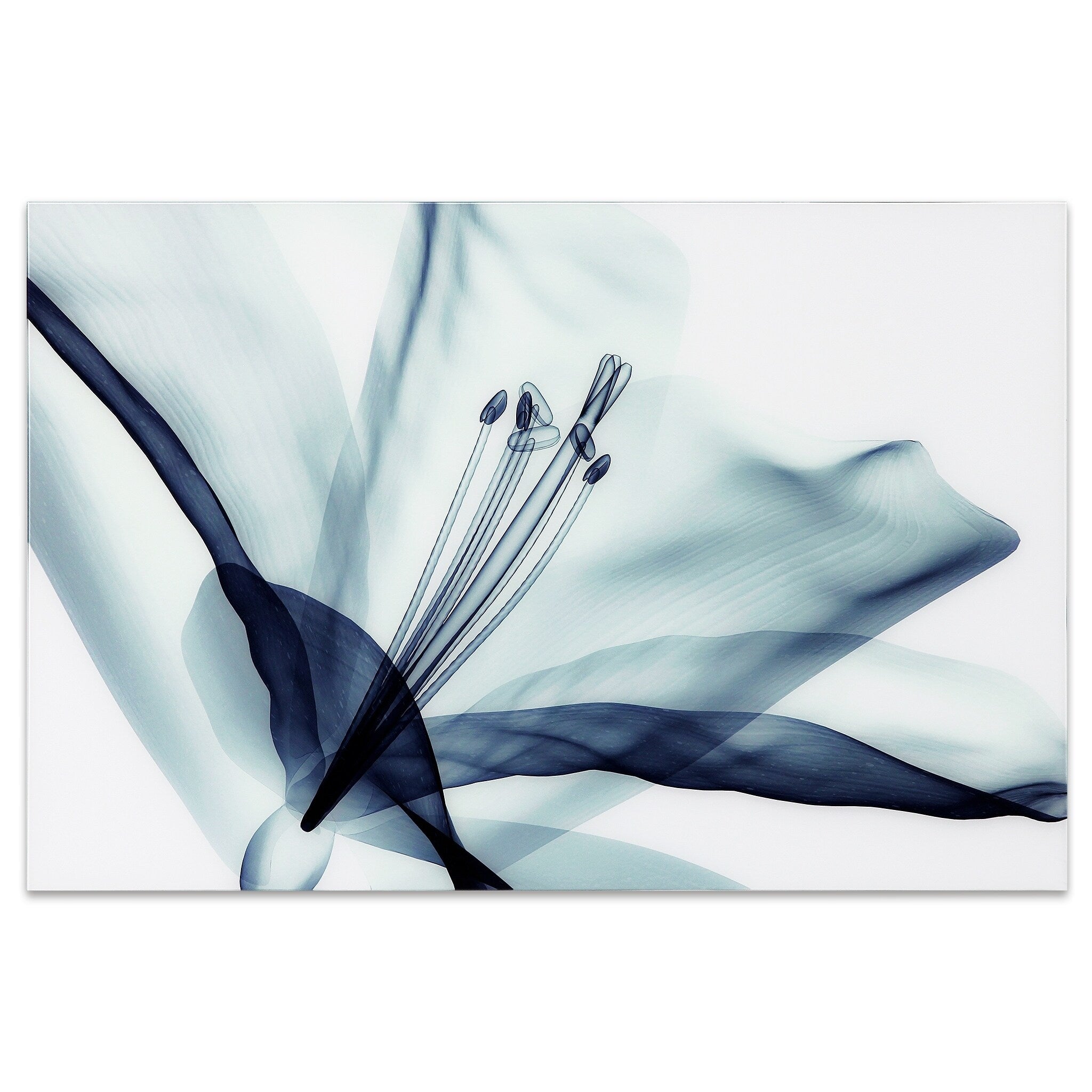 Amaryllis Frameless Free Floating Tempered Glass Panel Graphic Wall Art