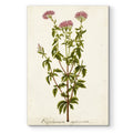 Antique Herb Botanical I Premium Gallery Wrapped Canvas Ready To Hang