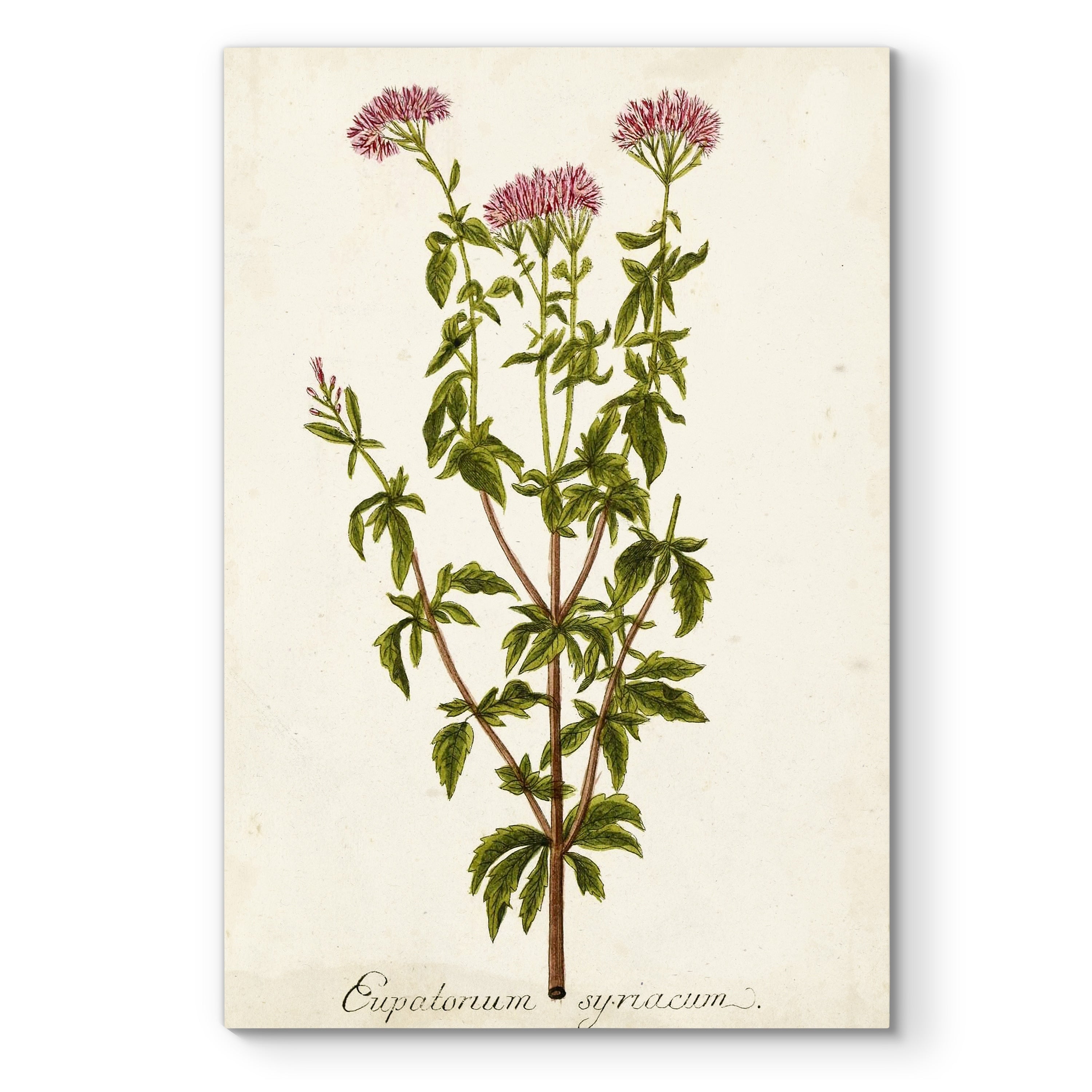 Antique Herb Botanical I Premium Gallery Wrapped Canvas Ready To Hang