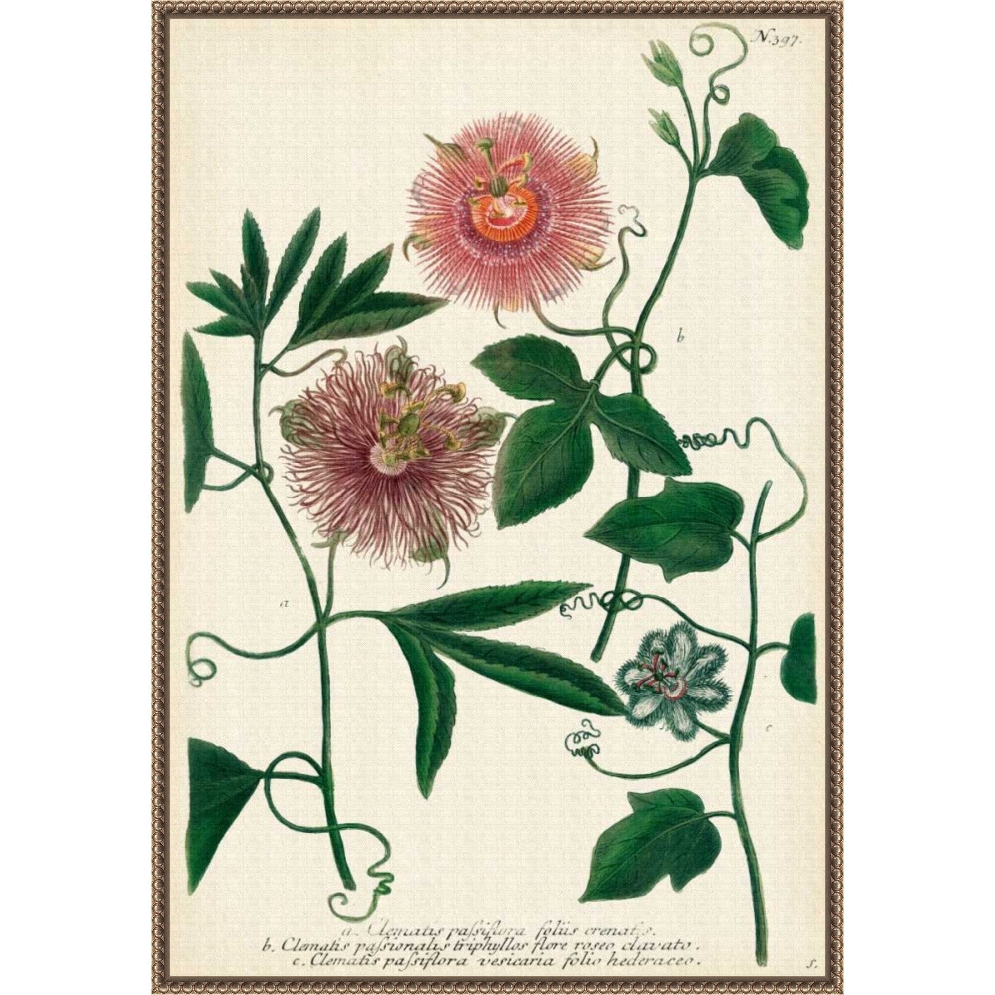 Antique Passion Flower No. 1 By Johann Wilhem Weinmann Framed Canvas Wall Art Print