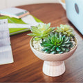 Artificial Plant Succulent Mix In Two Tone Bowl Ceramic Planter One Size