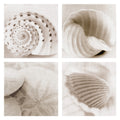 Atlantis Seashells 1 4 By Alan Blaustein Wrapped Canvas Photo Art Print Set Of 4