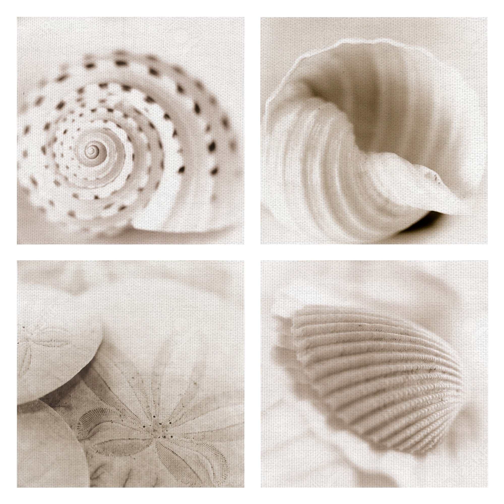 Atlantis Seashells 1 4 By Alan Blaustein Wrapped Canvas Photo Art Print Set Of 4