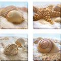 Beachy Shell I Ii Iii And Iv By Donna Geissler 4 Piece Gallery Wrapped Canvas Giclee Art Set
