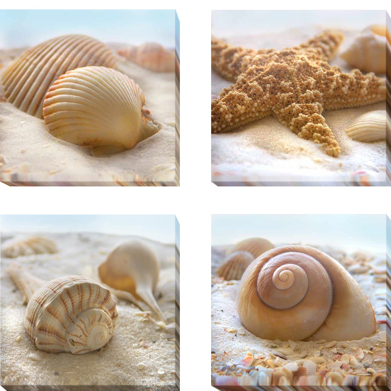 Beachy Shell I Ii Iii And Iv By Donna Geissler 4 Piece Gallery Wrapped Canvas Giclee Art Set