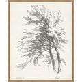 Beech Tree Study 23 X 28 In. Framed Canvas Wall Art Print