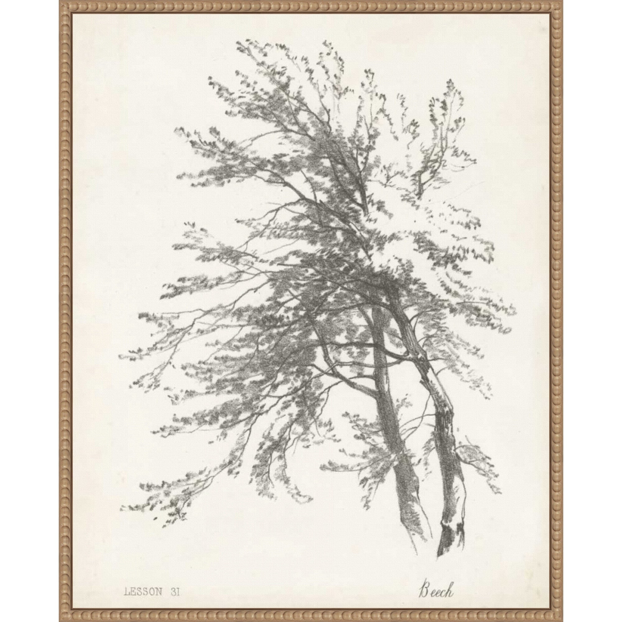 Beech Tree Study 23 X 28 In. Framed Canvas Wall Art Print