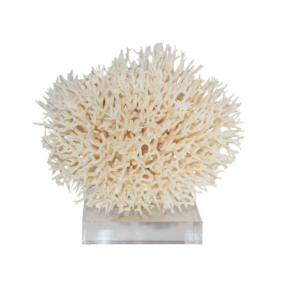 Birdsnest Coral 10 12 Inch On Acrylic Base