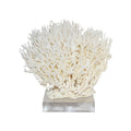 Birdsnest Coral 8 10 Inch On Acrylic Base