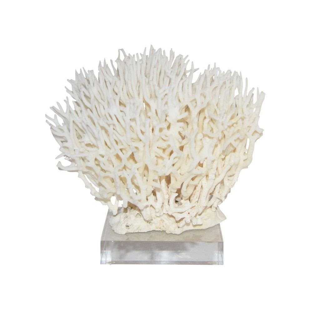 Birdsnest Coral 8 10 Inch On Acrylic Base