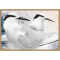Black Naped Tern By Porter Hastings Framed Canvas Wall Art Print