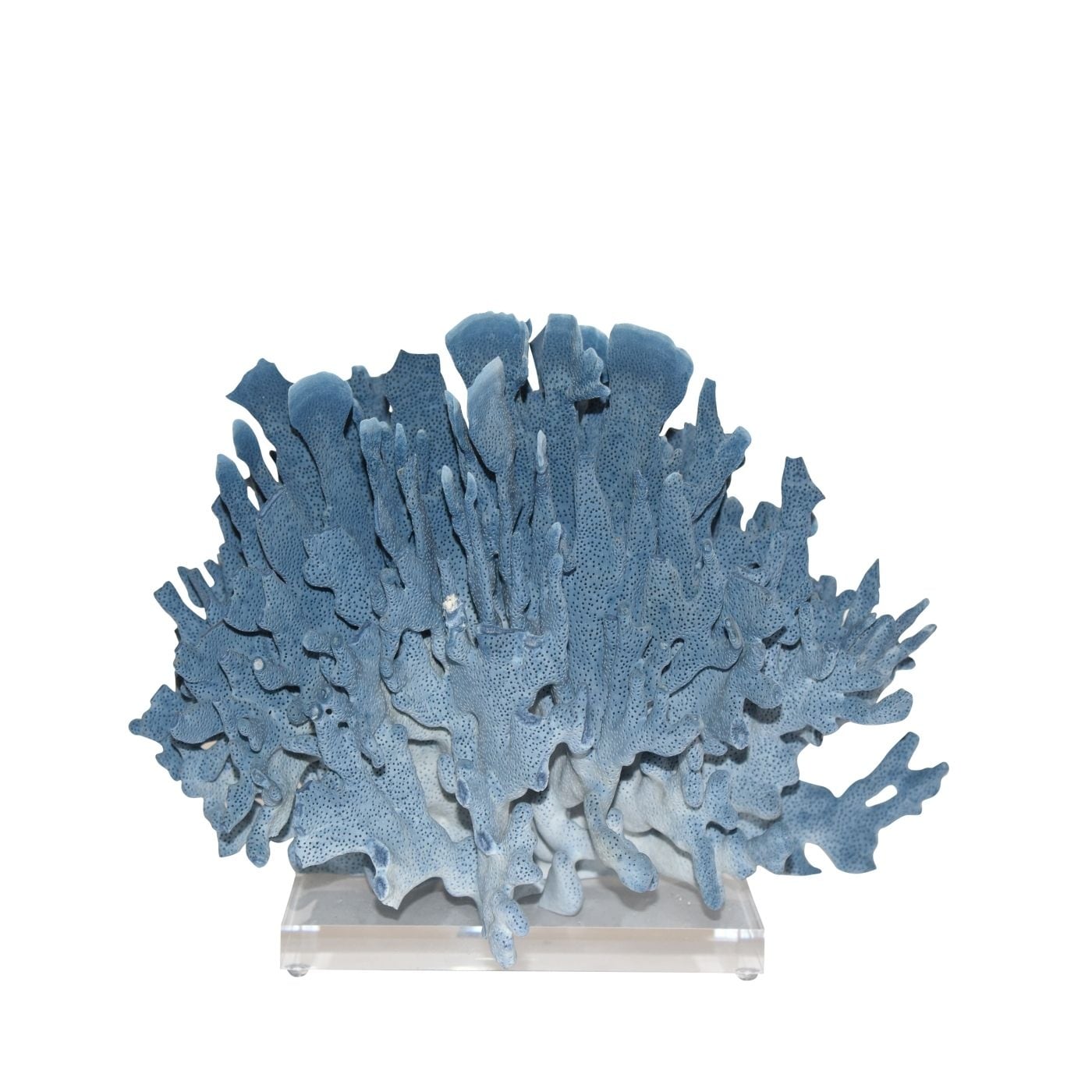 Blue Coral 12 15 Inch On Acrylic Base