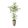 Bonsai Tree In Strawgrass Planter 90