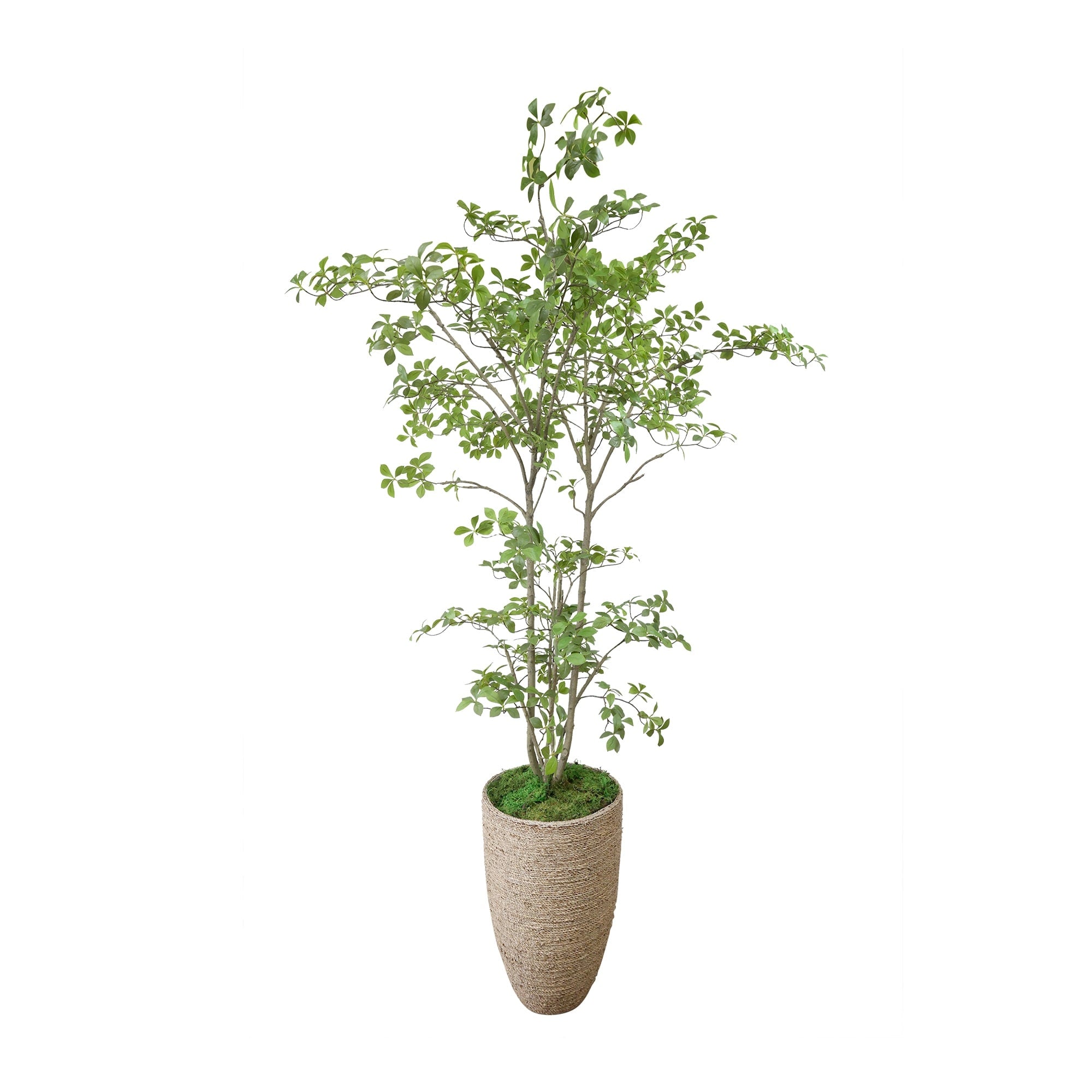 Bonsai Tree In Strawgrass Planter 90