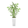 Bonsai Tree In Fiberstone Planter 82