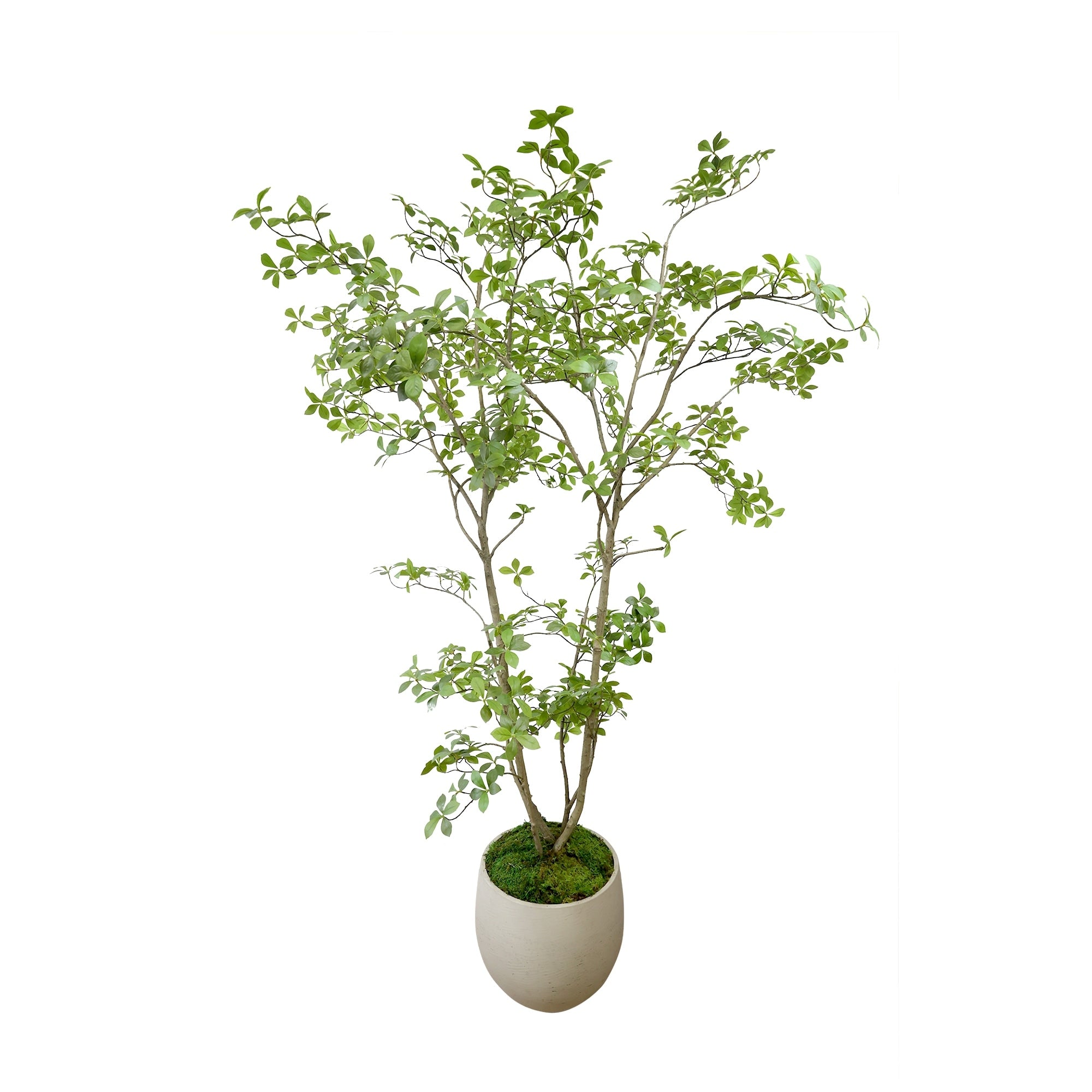 Bonsai Tree In Fiberstone Planter 87