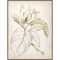 Botanical No. 2 By Alex Black Framed Canvas Wall Art Print