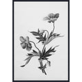 Botanical No. 2 By Deborah Revell Framed Canvas Wall Art Print