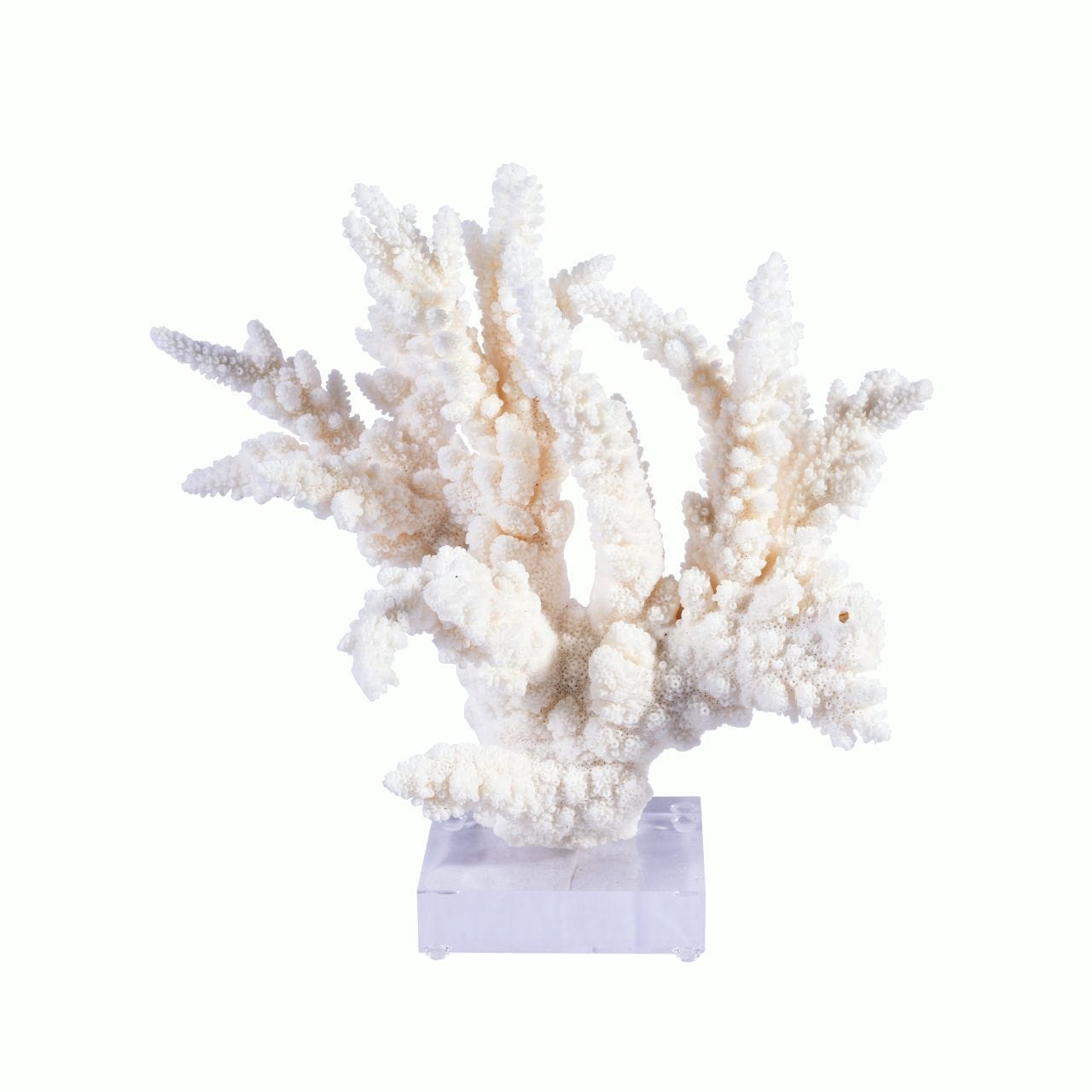 Branch Coral 10 12 Inch On Acrylic Base