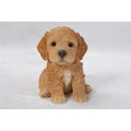 Brown Cockapoo Puppy