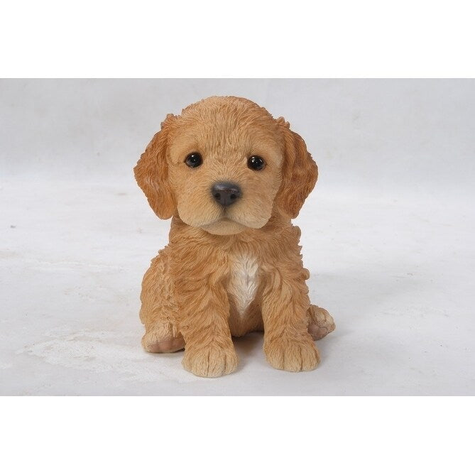 Brown Cockapoo Puppy
