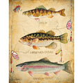 Canvas Fish Trio By Jean Plout Graphic Art