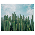 Cactus Greens Desert Sky By David Sola Wrapped Canvas Art Print