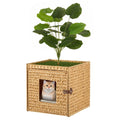 Cat Litter Box Enclosure With Faux Plant And Litter Mat Hidden Handwoven Rattan Planter Cat House Furniture