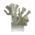 Cauliflower Coral 7 10 Inch On Acrylic Base