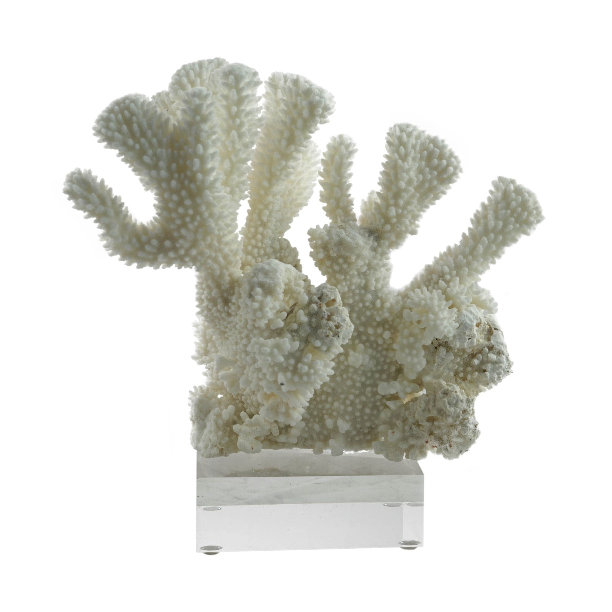 Cauliflower Coral 7 10 Inch On Acrylic Base