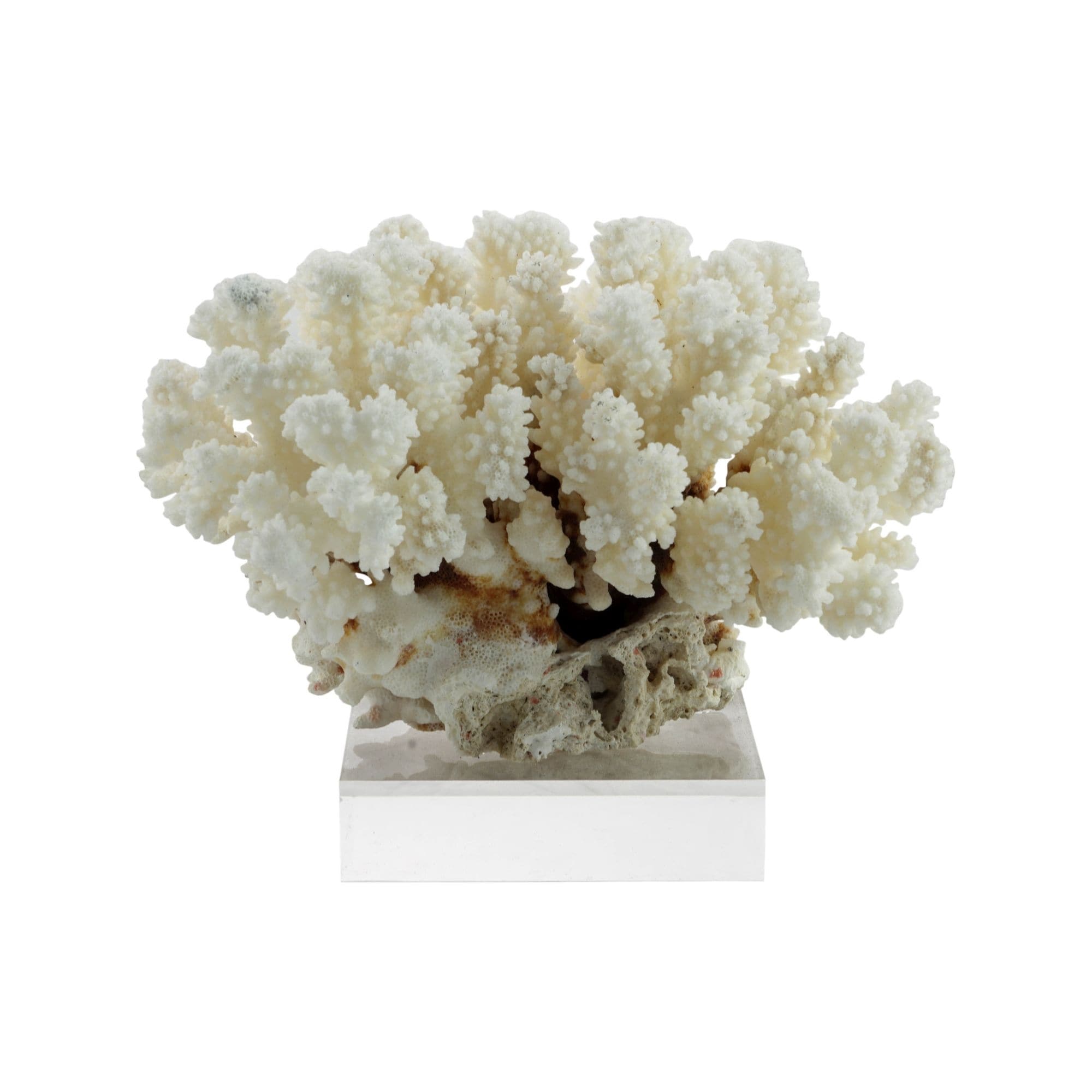 Cluster Coral 10 12 Inch On Acrylic Base