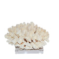 Cluster Coral 12 15 Inch On Acrylic Base