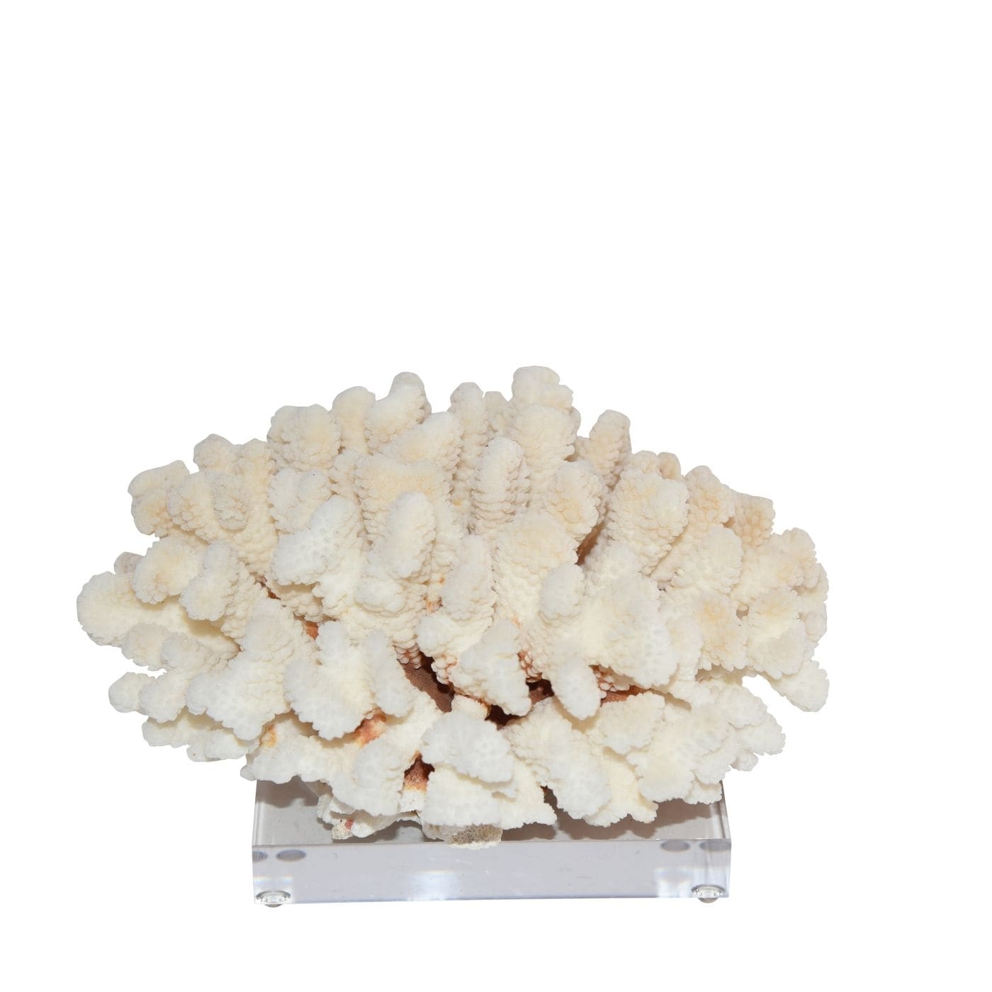 Cluster Coral 12 15 Inch On Acrylic Base