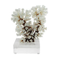 Cluster Coral 7 10 Inch On Acrylic Base