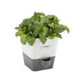 Cole Mason Burwell Self Watering Potted Herb Keeper.