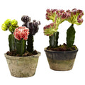 Colorful Cactus Gardens Set Of 2