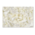 Silver Orchid Crain Cora Niele White Peony Flower Canvas Art
