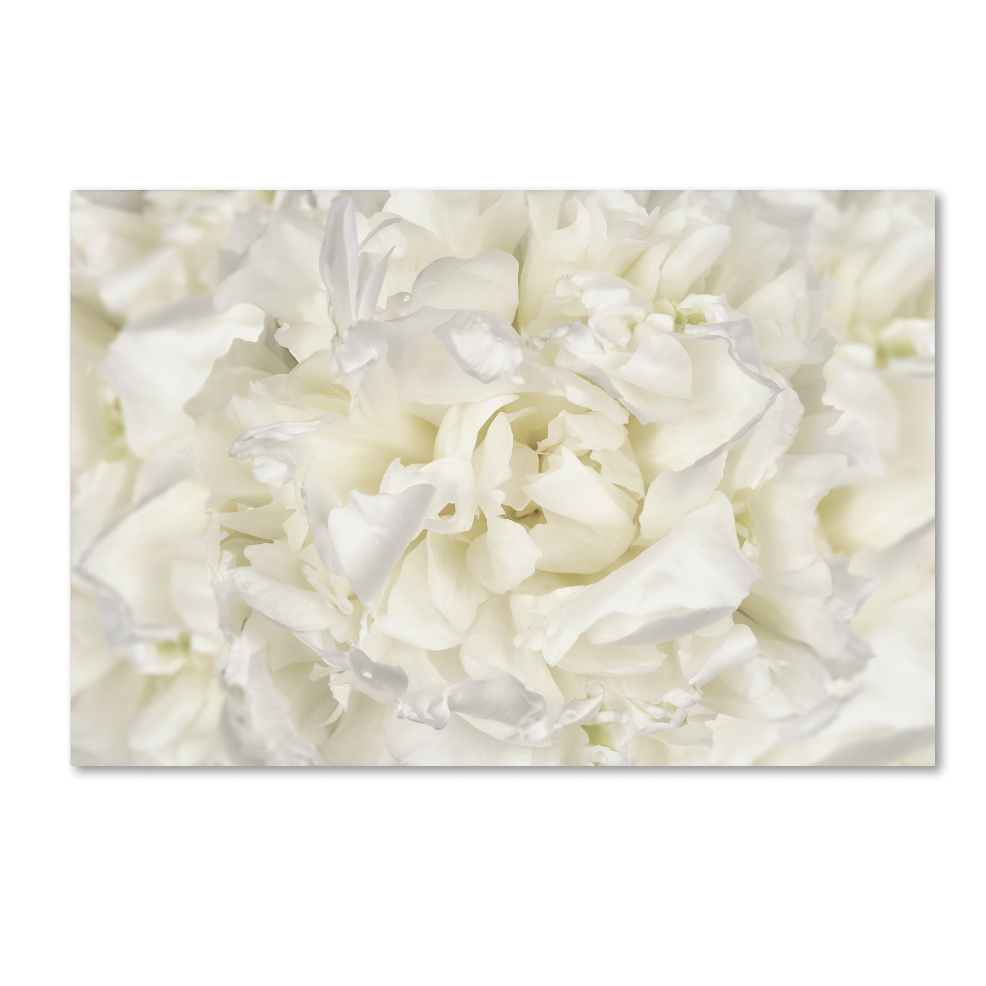 Silver Orchid Crain Cora Niele White Peony Flower Canvas Art